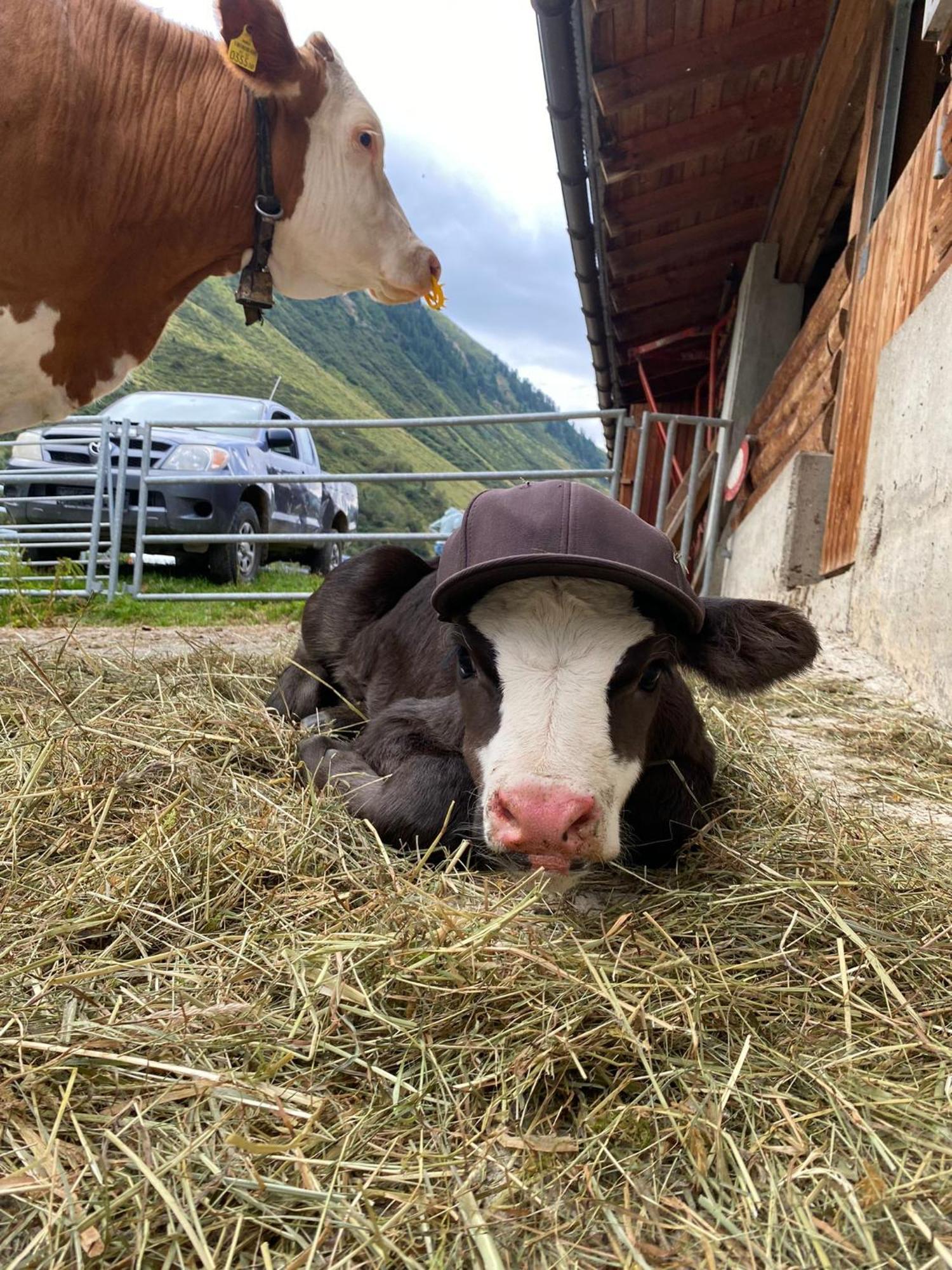Ferienhof Bichlhof Arzl im Pitztal Exteriér fotografie