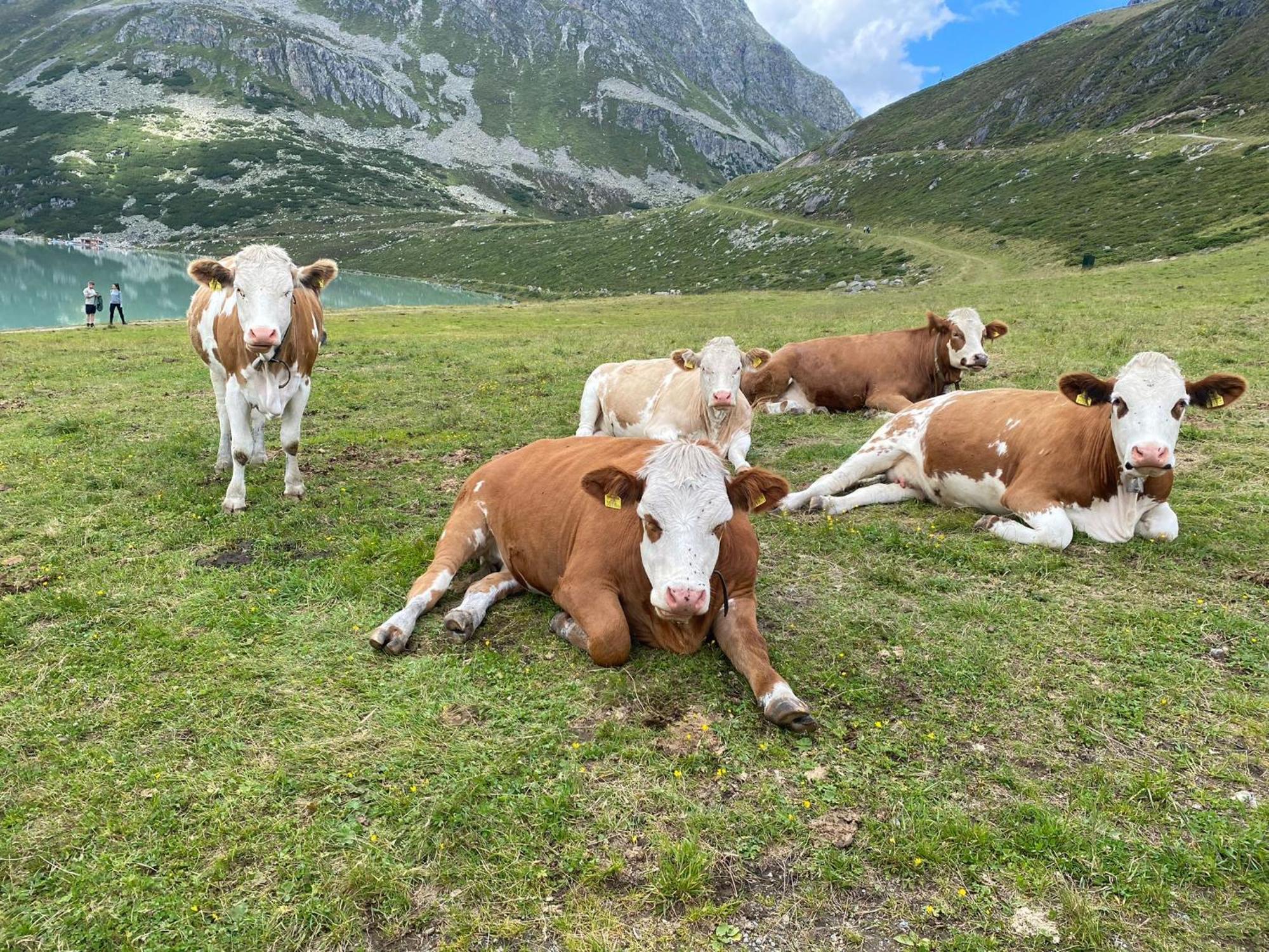 Ferienhof Bichlhof Arzl im Pitztal Pokoj fotografie